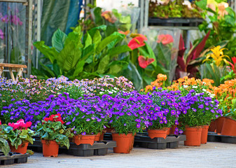 Fototapeta na wymiar Flower market with variety of flowers.