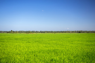 Obraz premium simple wonderful landscape, pure blue sky and emerald green grass
