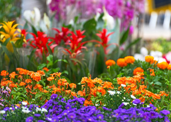 Obraz premium Flower market with variety of flowers.
