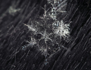 Snow flake big transparent at the grass