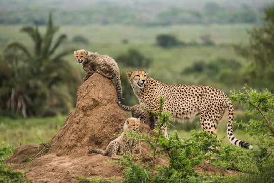 Cheetah with cubs, Phinda Game Reserve, South Africa