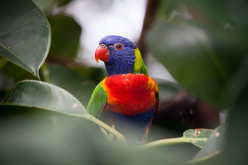 Allfarblori, Trichoglossus haematodus