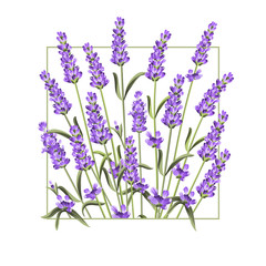 Elegant card with lavender flowers. The lavender rectangle frame and text Summer. Lavender border for your text presentation. Vector illustration.
