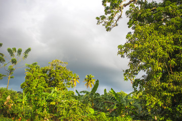 tropical trees on background of grey cloudy sky