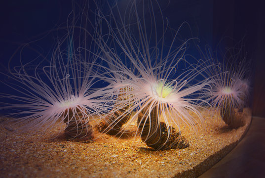 Reef alive corals in aquarium