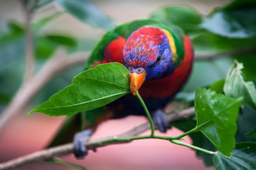 Allfarblori, Trichoglossus haematodus