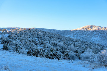 Snowy mountain with frozen trees