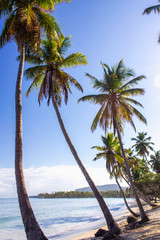 tall palm trees on the beach against the sky