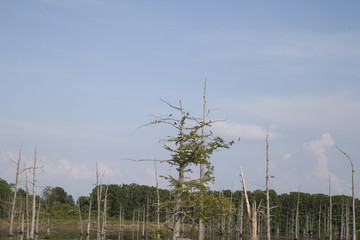 Louisiana Bayou