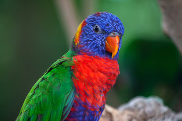 Allfarblori, Trichoglossus haematodus
