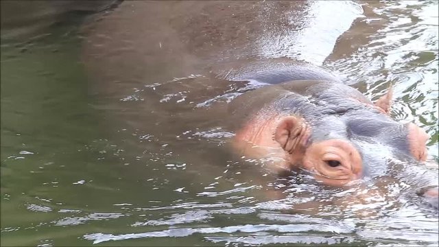 hippo,  close up head in water,  Hippopotamus amphibius 
