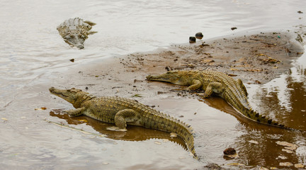Crocodile in Tsavo East National Park. Kenya.
