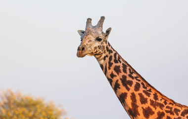 Giraffe in East Tsavo Park in Kenya