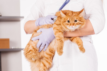 veterinarian doctor with stethoscope checking up cat at vet clinic