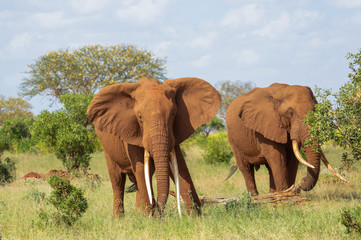 Fototapeta na wymiar Red Elephants in Tsavo East National Park. Kenya.