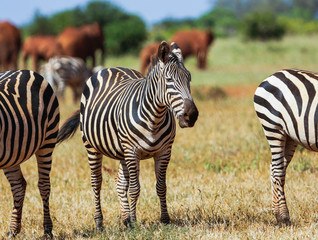 Fototapeta na wymiar Zebras. Tsavo East National park. Kenya.