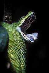 Grüner Baumpython, Morelia viridis