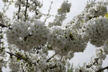 white flowers