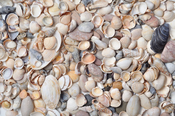 Shells beach
