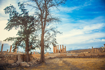 Growing trees on a background of ancient ruins in the city of Jerash, Jordan