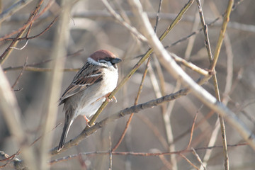 Eurasian tree sparrow (Passer montanus) sitting on a branch