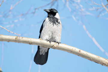 Hooded crow (Corvus cornix)