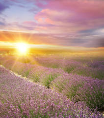 Fototapeta na wymiar Sunset over a summer lavender field, looks like in Provence, France. Lavender field. Beautiful image of lavender field over summer sunset landscape.