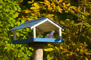 Pigeon in the manger on the forest background