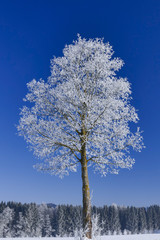 Rime on trees on a cold winter day, Upper Bavaria, Germany