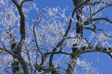 Rime on trees on a cold winter day, Upper Bavaria, Germany