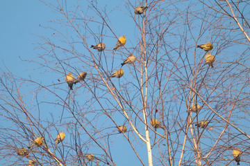 European greenfinch (Chloris chloris). Flock of birds on the tree