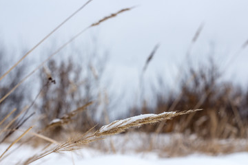 Obraz premium Колос, выглядывающий, из под снега