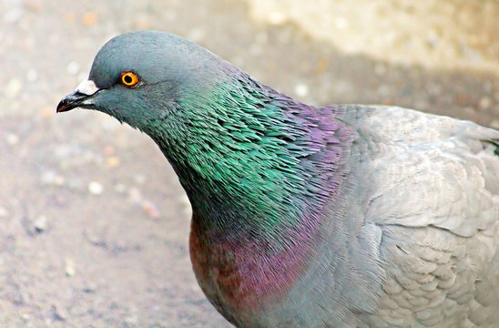 Feral pigeon (Columba livia domestica)