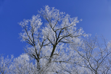 Rime on trees on a cold winter day, Upper Bavaria, Germany