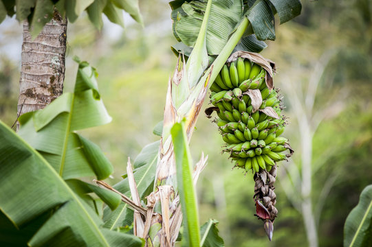 Banana tree