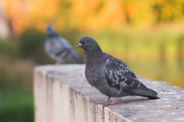 A sitting pigeon with beautiful hackle feathers.
