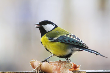 Obraz premium A photo of a titmouse on a piece of hog-skin