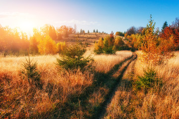 Forest Road in the autumn. Landscape. Ukraine. Europe