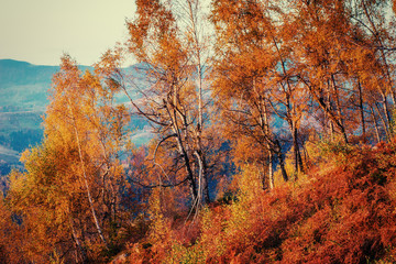 Fototapeta premium birch forest in sunny afternoon while autumn season.