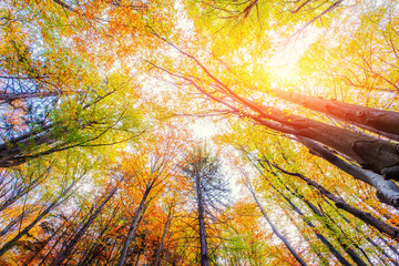 Forest Road in the autumn. Landscape. Ukraine. Europe