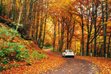 car on a forest path. Autumn Landscape. Ukraine. Europe