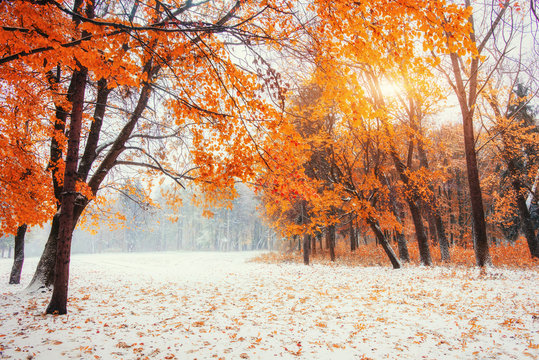 October Mountain Beech Forest With First Winter Snow.