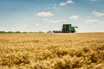 Wheat harvesting with a combine, combine harvester in action on wheat field, sunny summer day