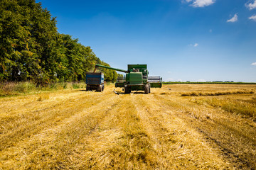 Obraz premium Wheat harvesting with a combine, combine harvester in action on wheat field, sunny summer day