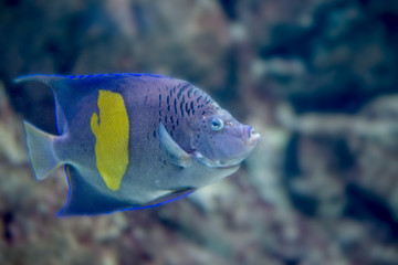 Yellowband angelfish or Pomacanthus maculosus