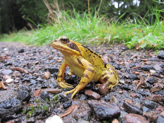 Grasfrosch