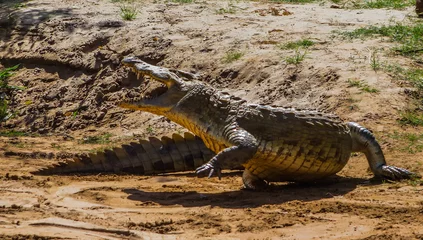 Crédence de cuisine en verre imprimé Crocodile Crocodile dans le parc national de Tsavo Est. Kenya.