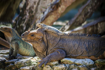 Baby green iguana lies on its mother