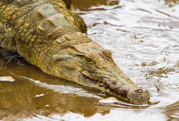 Crocodile in Tsavo East National park. Kenya.