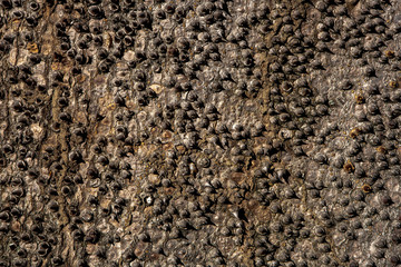 Spiny tree trunk